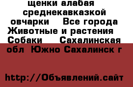 щенки алабая ( среднекавказкой овчарки) - Все города Животные и растения » Собаки   . Сахалинская обл.,Южно-Сахалинск г.